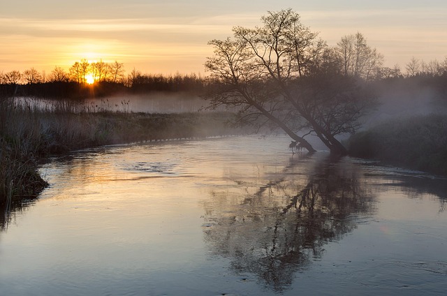 Free Tree River photo and picture