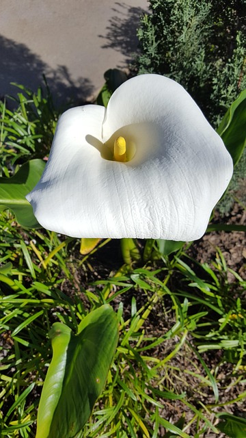 Free Calla Lily Flower photo and picture