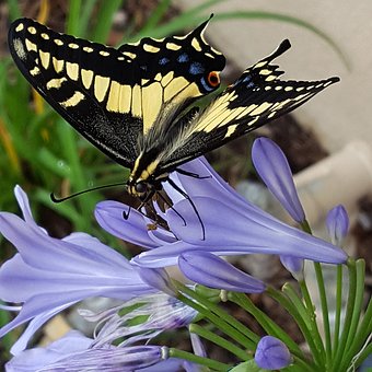 Free Butterfly Nature illustration and picture