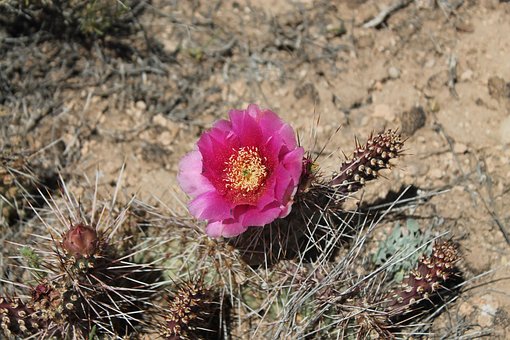 Free Cactus Flower photo and picture