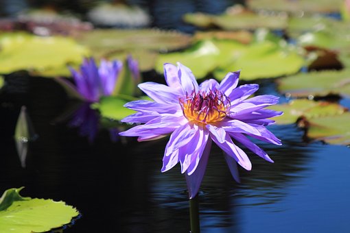 Free Waterlily Lavender photo and picture