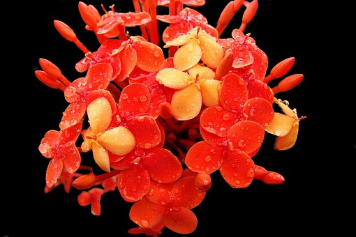 Free Red Flower Wild Flowers photo and picture
