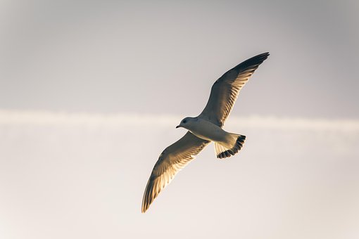 새, 갈매기, 자연, 바다새