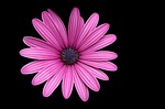 flower, blossom, bloom