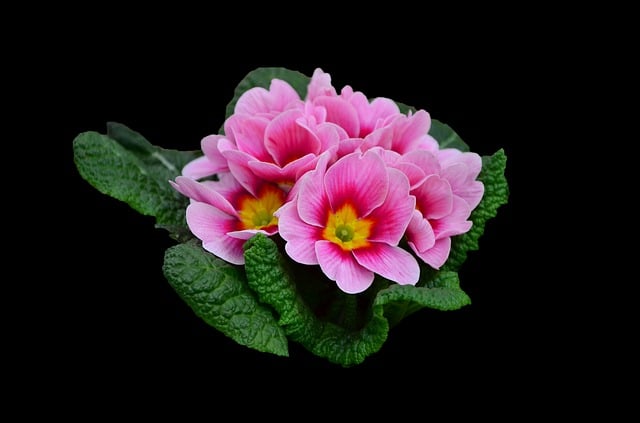 Free primrose nature flower illustration