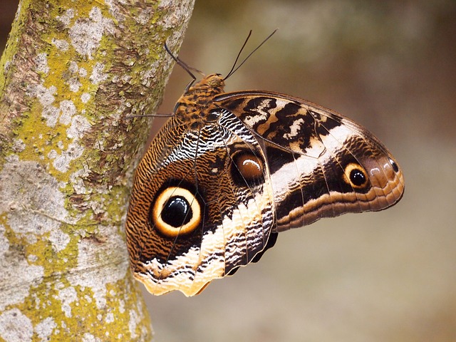Schmetterling, Insekt, Natur, Makro