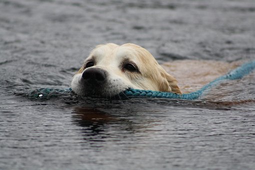 Free Golden Retriever Swimming photo and picture