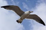 animal, sky, cloud