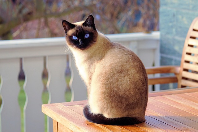 Free Cat Siamese Cat photo and picture Free Cat Siamese Cat photo and picture