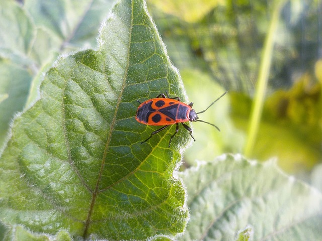 Free Firebug Beetle photo and picture