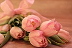tulips, tulipa, flowers