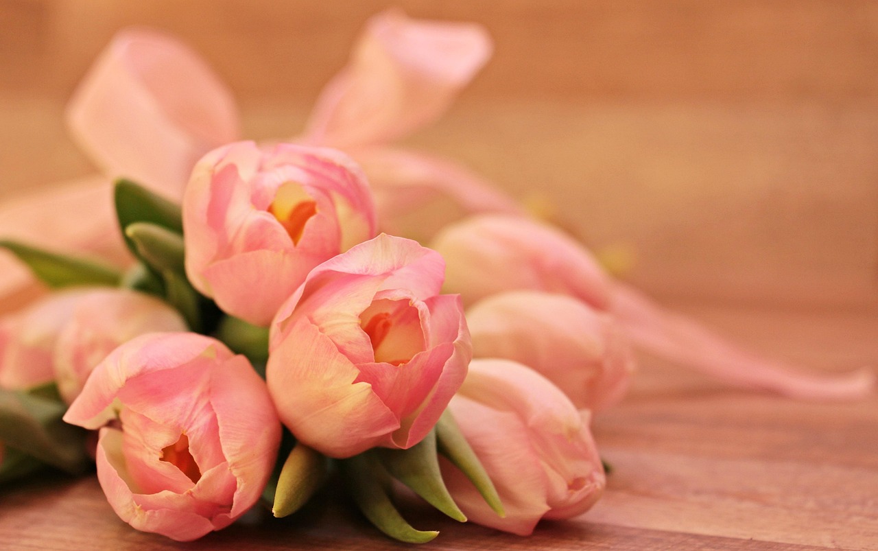 Download free HD stock image of Tulips Tulipa Free Tulips Tulipa photo and picture