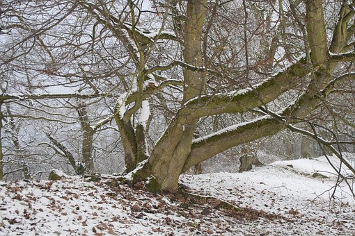 Free Tree Winter photo and picture