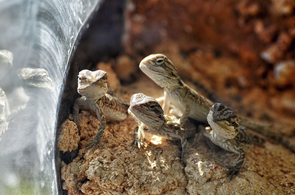 Dragoes Barbudos Bebes Animais Foto Gratuita No Pixabay