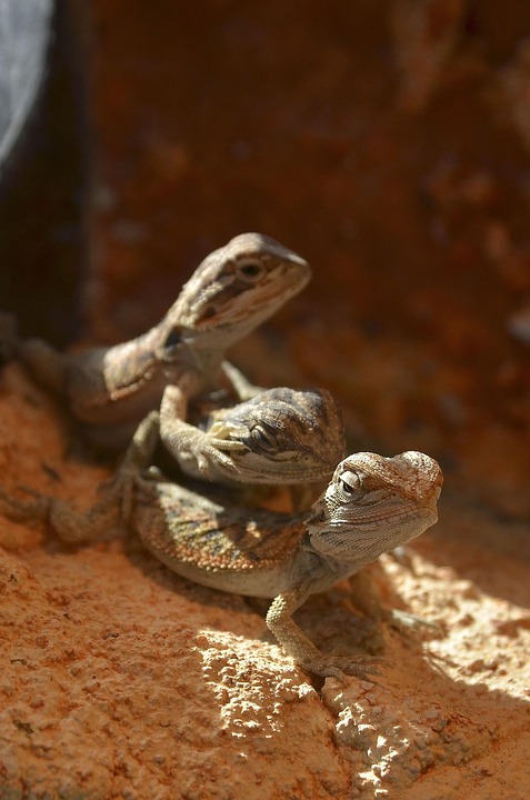 Bartagamen Babies Jungtiere Kostenloses Foto Auf Pixabay