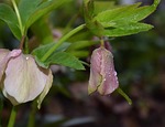 pink hellebore with raindrops, pink lenten rose, lenten rose