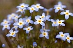 flowers, bluettes, spring