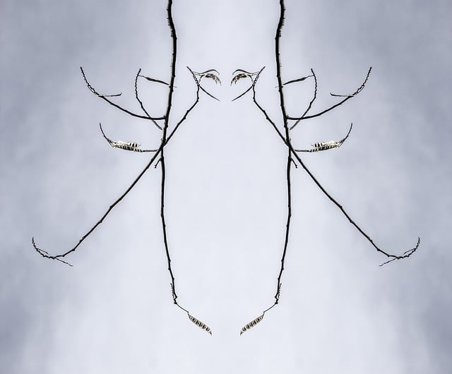 Free branches dry branches autumn illustration