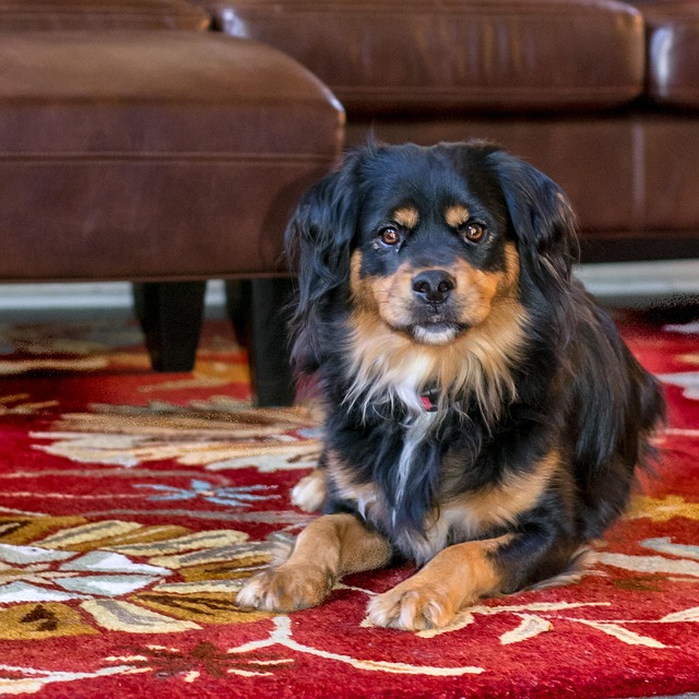 Free Dog Couch photo and picture