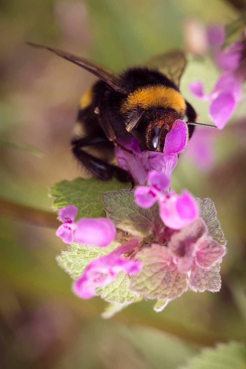 Download free HD stock image of Bumblebee Insect Free Bumblebee Insect photo and picture