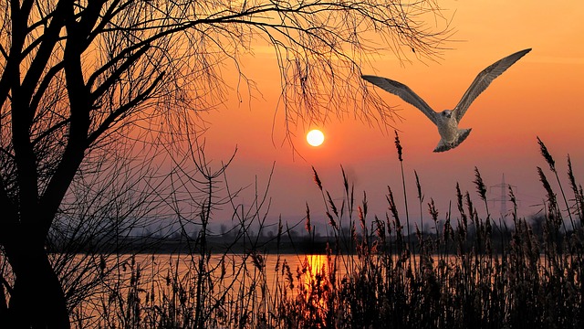 Paisaje, Lago, Pájaro, Gaviota