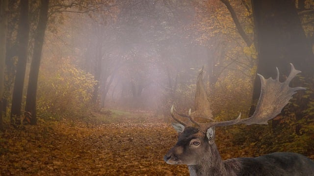 Free landscape forest early fog illustration