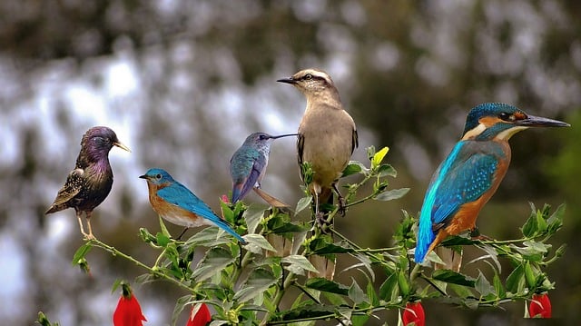 Free birds perch perched illustration