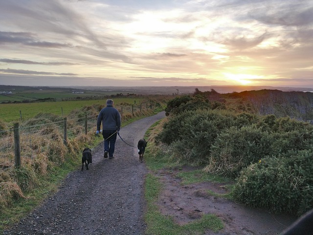 Free Ireland Dogs photo and picture