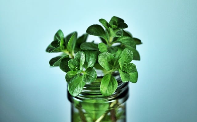 Free mint plant aromatic plant illustration