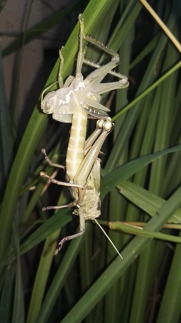 Free Locust Shedding photo and picture