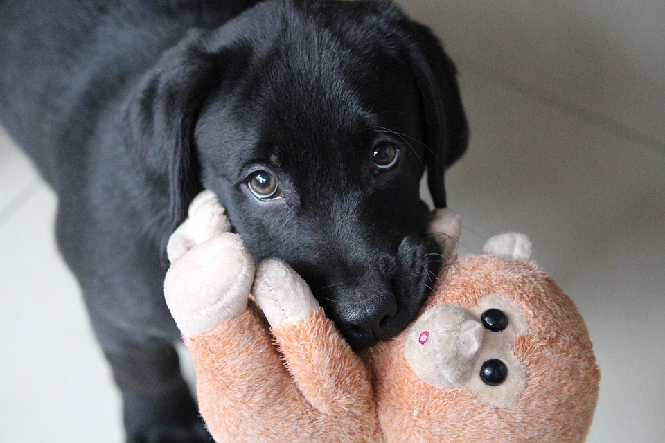 Hoe bedelen af te leren bij je hond?