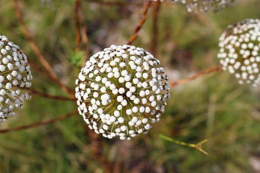Free Flower Nature photo and picture
