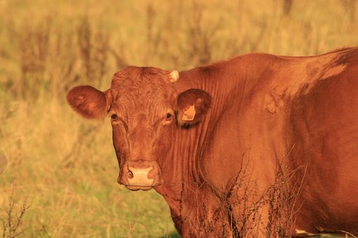 Free Cow Field photo and picture