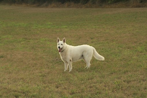Free Dog Field photo and picture
