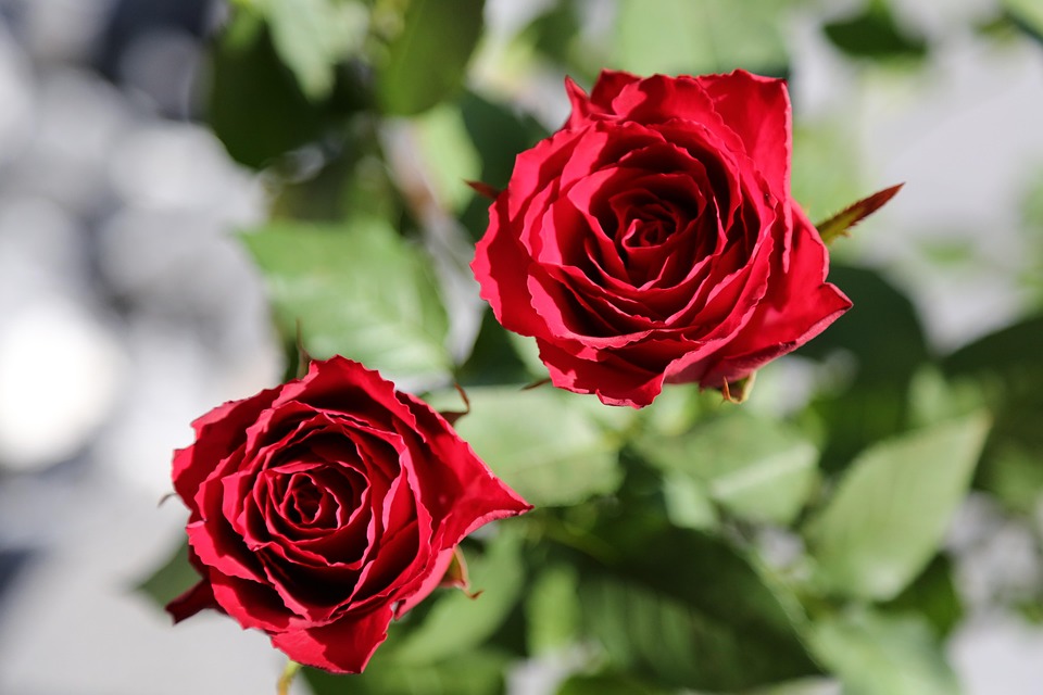Blumen Rote Rosen - Kostenloses Foto auf Pixabay - Pixabay