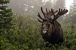 lion, force, nature