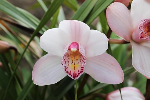 Orchidee, Blumentapete, Schöne Blumen
