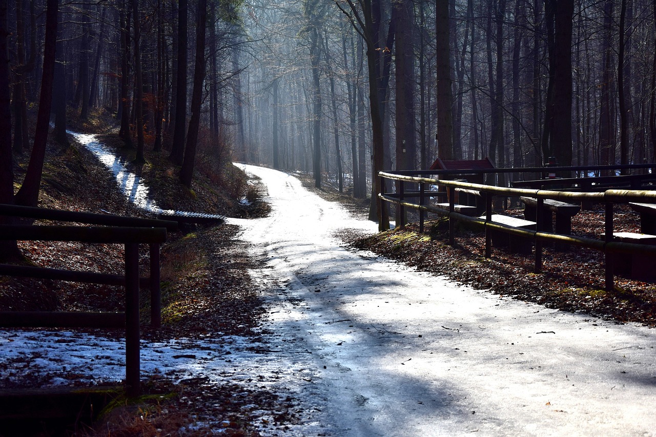 Forest - free online jigsaw puzzle photo