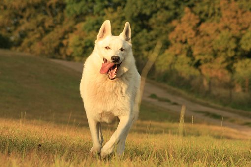 Free Running Dog photo and picture