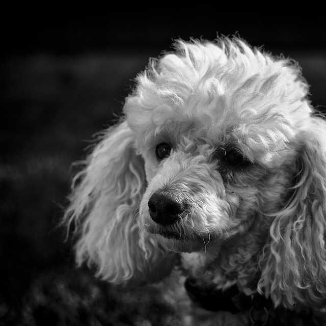Free Black And White Poodle photo and picture