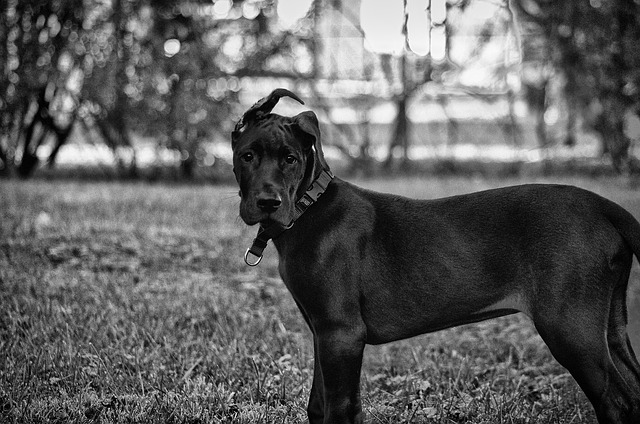 Free Great Dane Puppy photo and picture