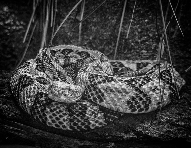 Free Rattlesnake Snake photo and picture