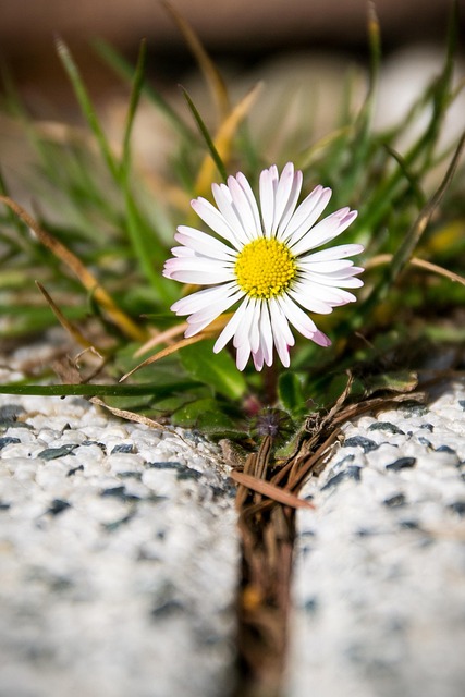 Gänseblümchen, Blume, Gelb, Blühen