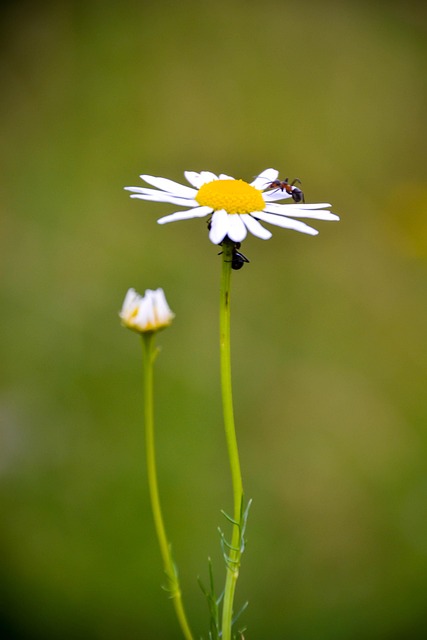 Gänseblümchen, Blume, Gelb, Blühen