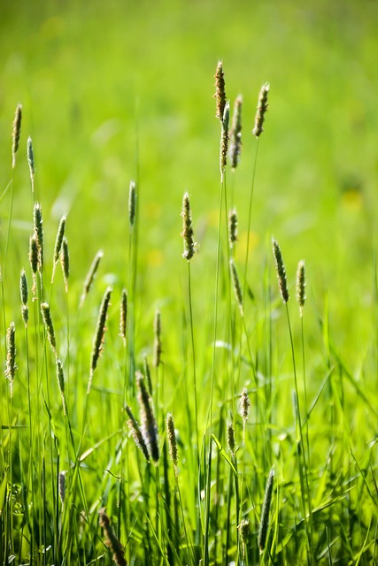 Grün, Gras, Wiese, Detail, Makro