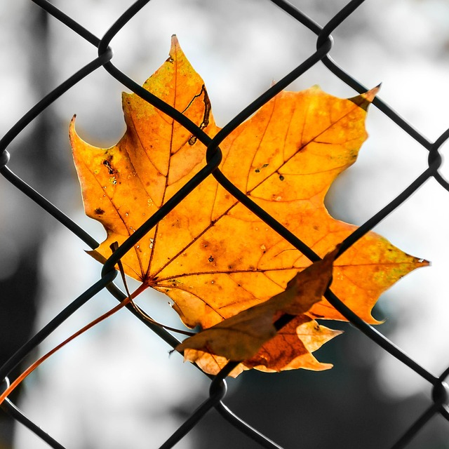 Free Blade Autumn photo and picture
