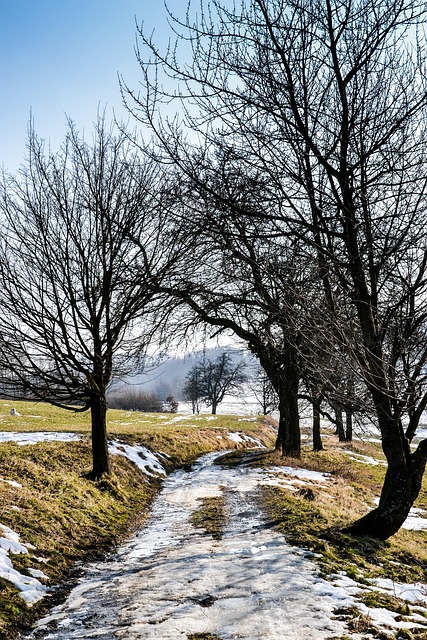 Land, Schnee, Weg, Winter, Natur, Bäume