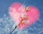 white, red, pink