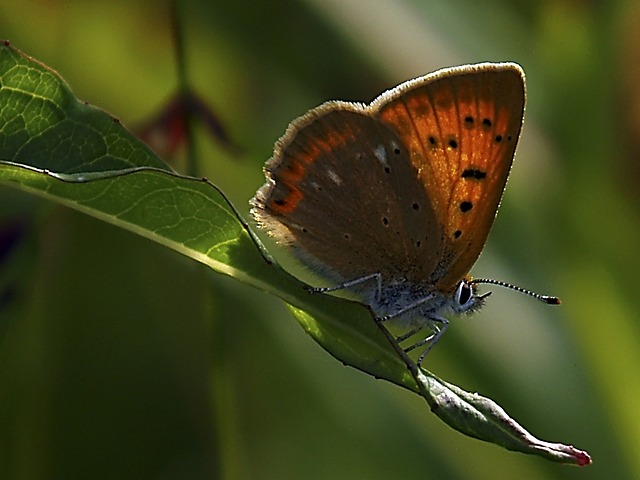 Free Nature Butterfly photo and picture