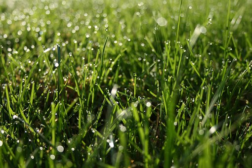 Free Grass Dew illustration and picture